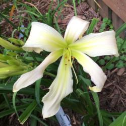 Location: My zone 5 garden.
Date: 2017-07-04
1st bloom on a new plant this year - love it.