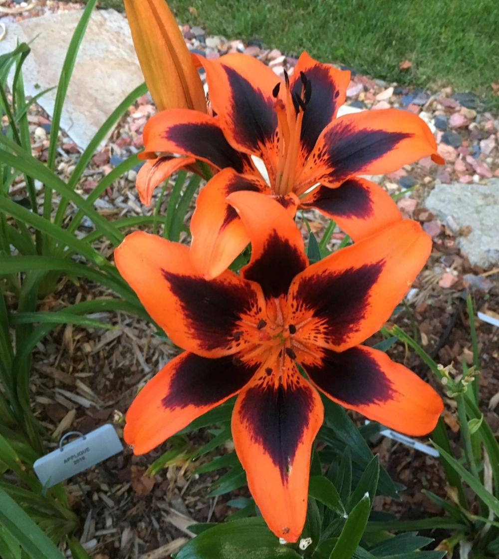 Photo of Lily (Lilium Lily Allen) uploaded by ljb5966