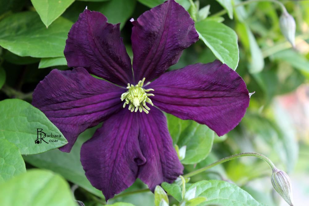 Photo of Clematis 'Jackmanii' uploaded by FirmlyPlanted