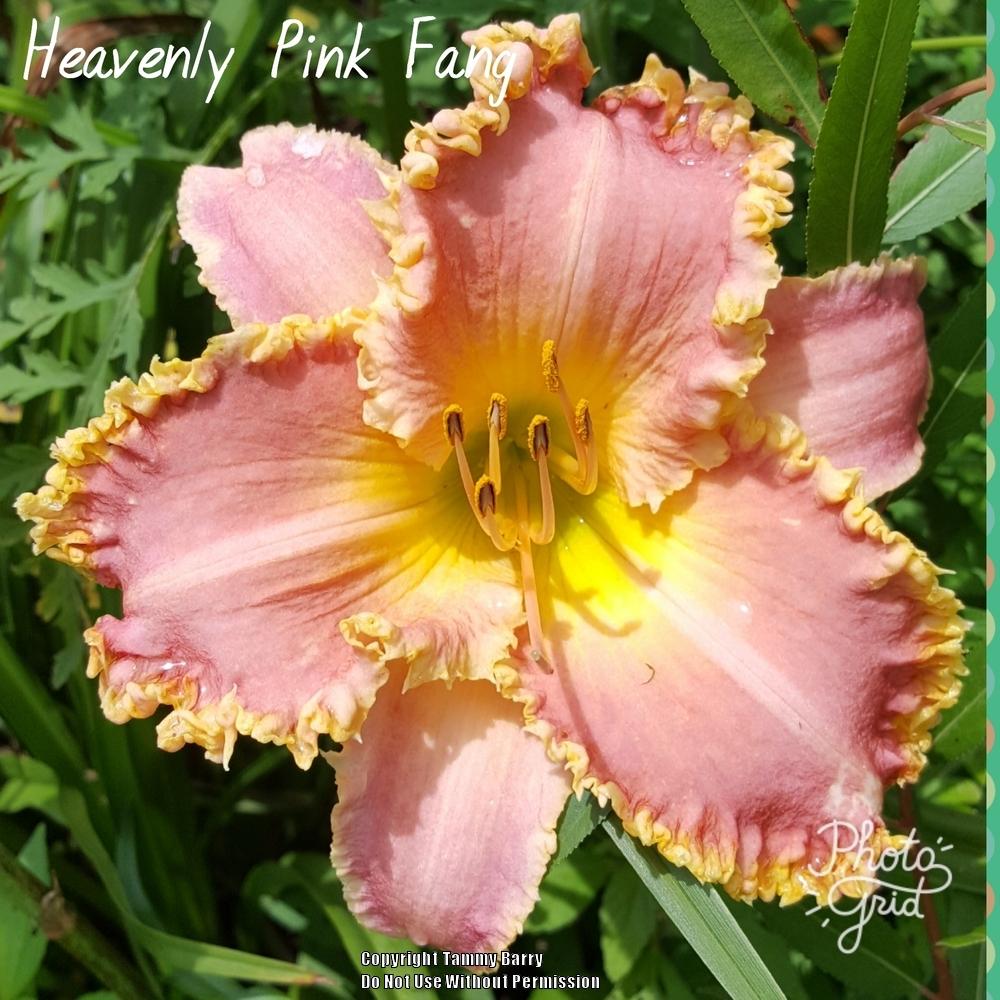 Photo of Daylily (Hemerocallis 'Heavenly Pink Fang') uploaded by TammyB