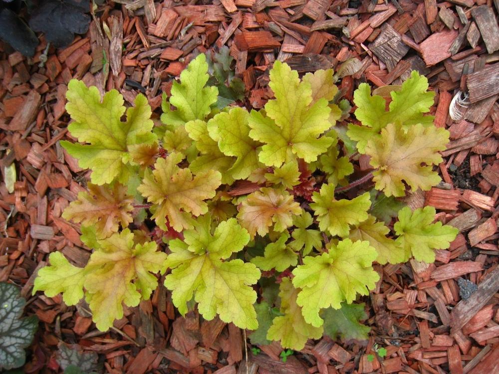 Photo of Coral Bells (Heuchera americana 'Ginger Ale') uploaded by comgoddess