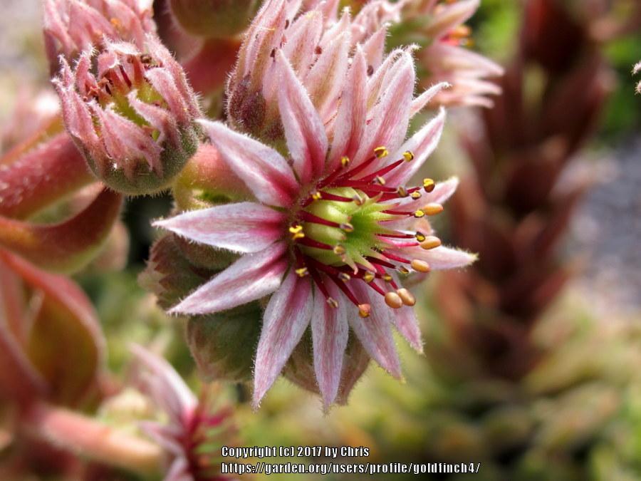 Photo of Hen and Chicks (Sempervivum 'Niphetos') uploaded by goldfinch4