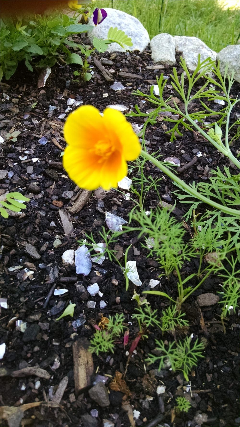 Photo of California Poppy (Eschscholzia californica) uploaded by joannakat