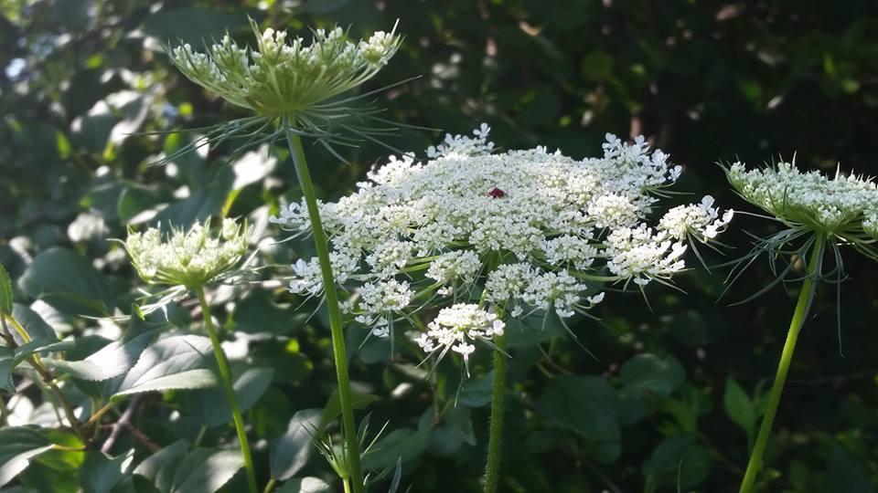 Photo of Queen Anne's Lace (Daucus carota) uploaded by robynanne