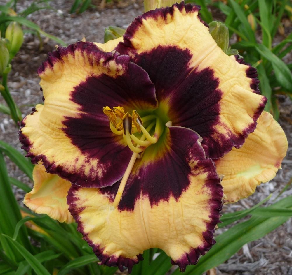 Photo of Daylily (Hemerocallis 'Special Candy') uploaded by twixanddud