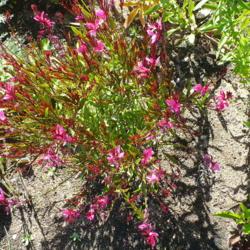 Location: Nora's Garden - Castlegar, B.C.
Date: 2016-08-16
 2:27 pm. Bloomed from June to October!