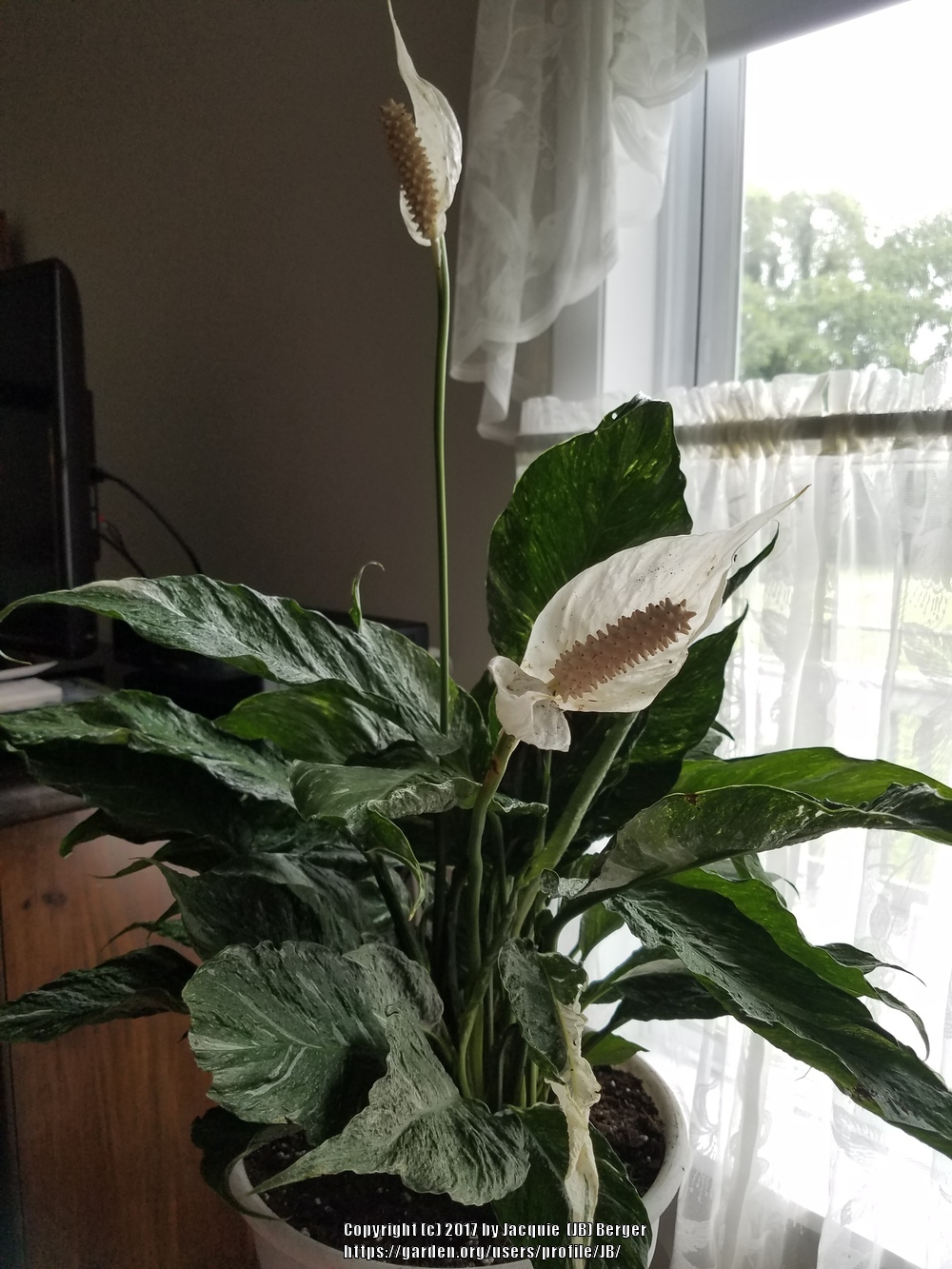 Photo of Peace Lily (Spathiphyllum 'Domino') uploaded by JB