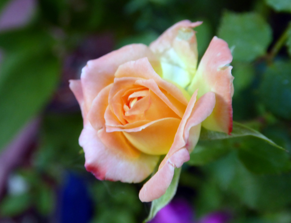 Photo of Rose (Rosa 'Carnival Glass') uploaded by JulieB