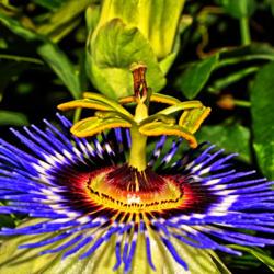 Location: Botanical gardens of the State of Georgia, Athens, Georgia
Date: 2017-05-02
Blue Passion Flower 016