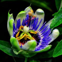 Location: Botanical Gardens of the State of Georgia...Athens, Ga
Date: 2017-07-06
Grand Opening - Passion Flower 025