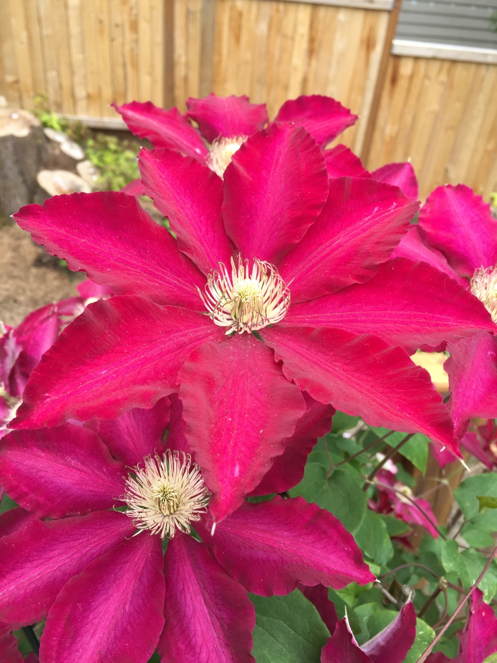 Photo of Clematis Rebecca™ uploaded by mishkab