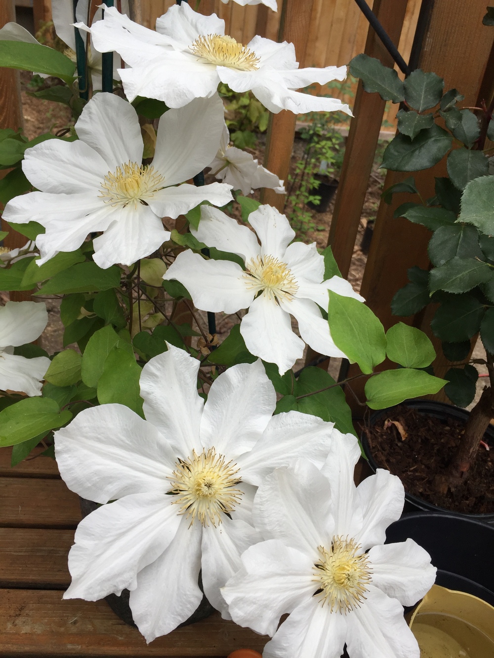 Photo of Clematis 'Toki' uploaded by mishkab