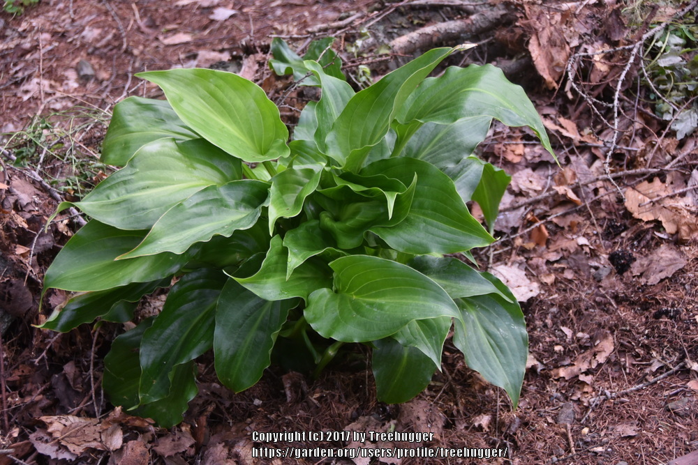 Photo of Hosta 'Invincible' uploaded by treehugger