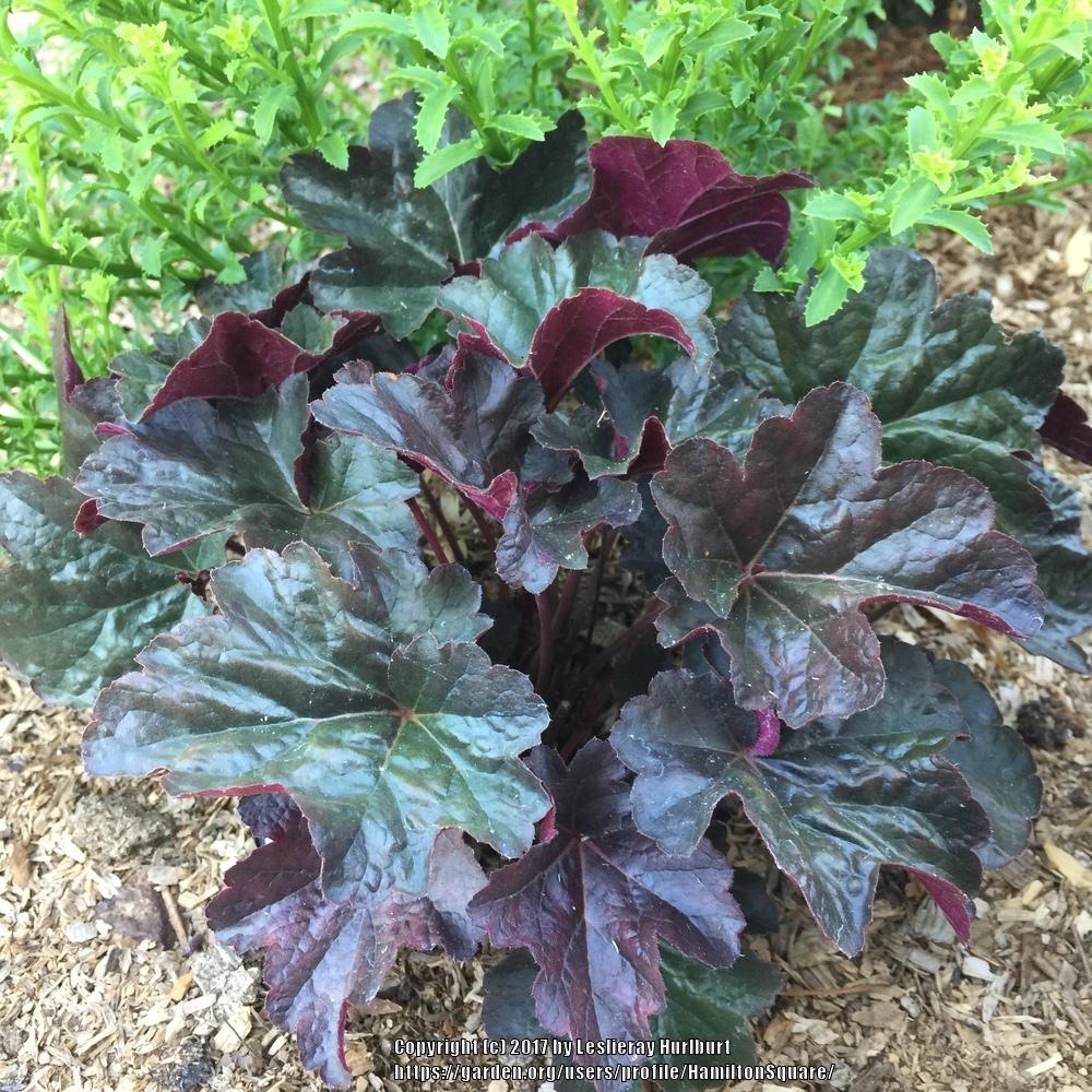 Photo of Coral Bells (Heuchera 'Obsidian') uploaded by HamiltonSquare