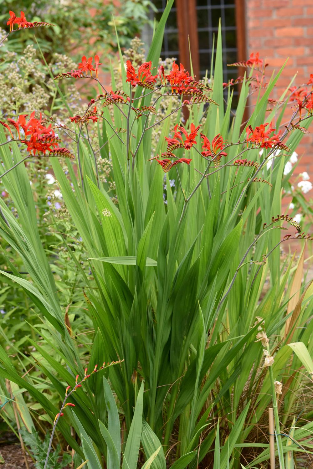 Photo of Crocosmia 'Lucifer' uploaded by cliftoncat