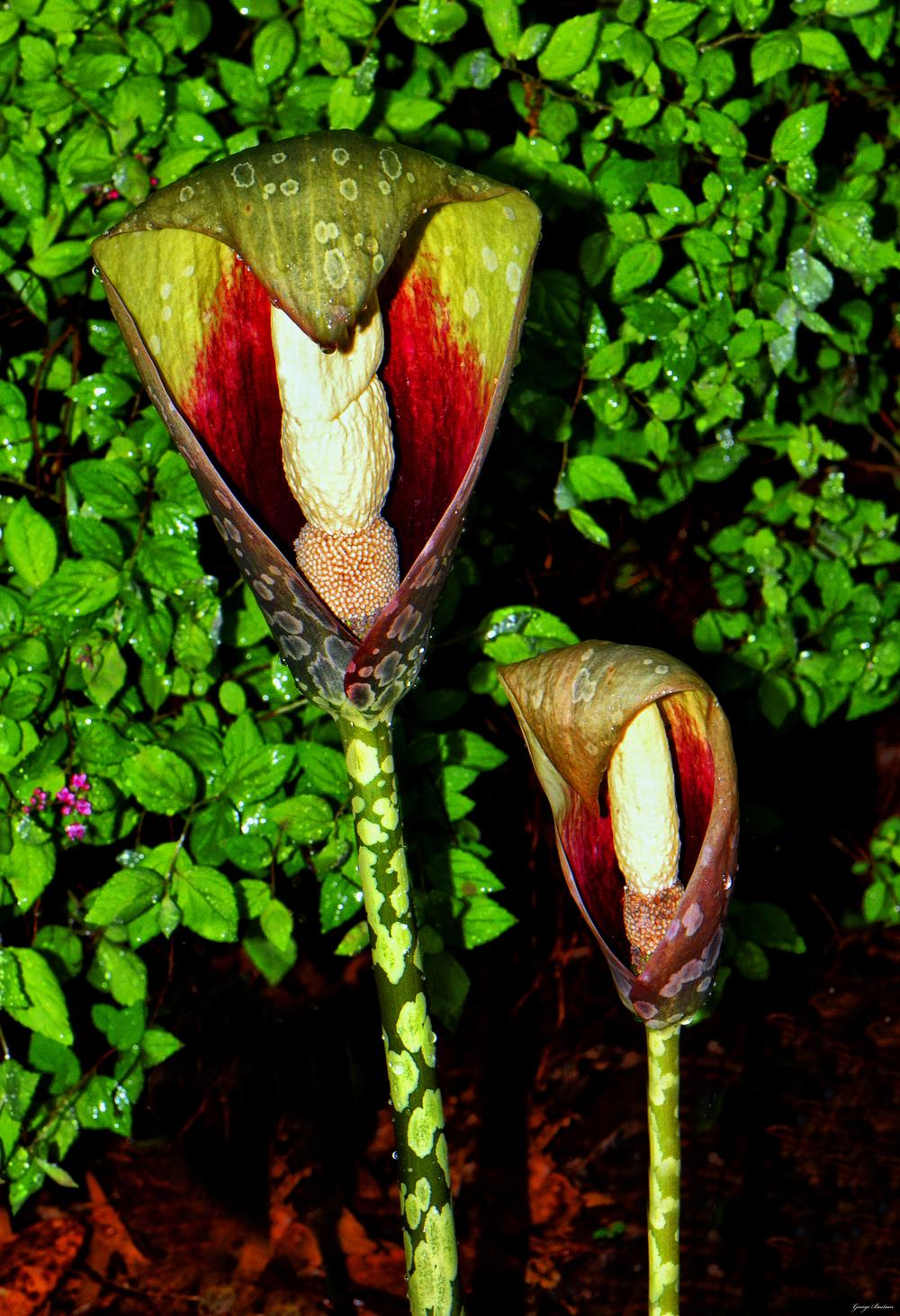 Photo of Voodoo Plant (Amorphophallus) uploaded by dawiz1753