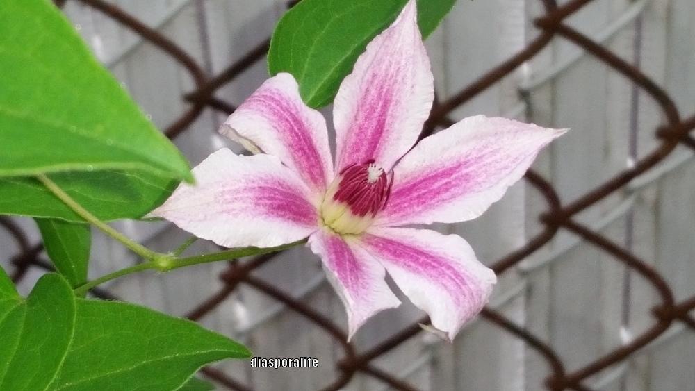 Photo of Clematis 'Carnaby' uploaded by diasporalife