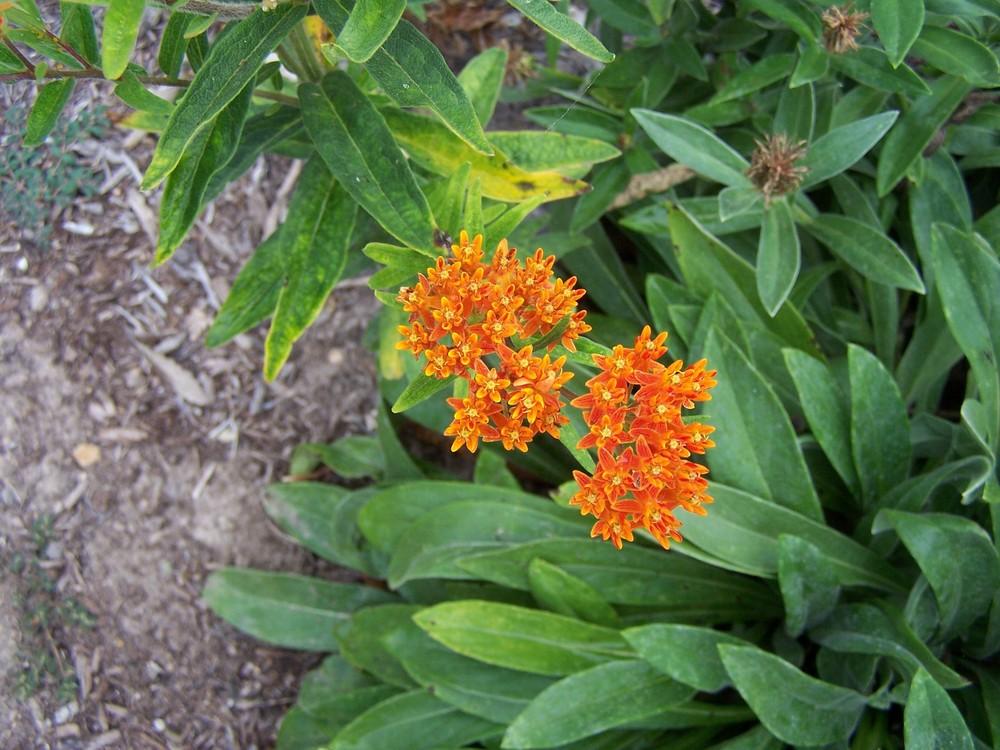 Photo of Butterfly Milkweed (Asclepias tuberosa) uploaded by jmorth