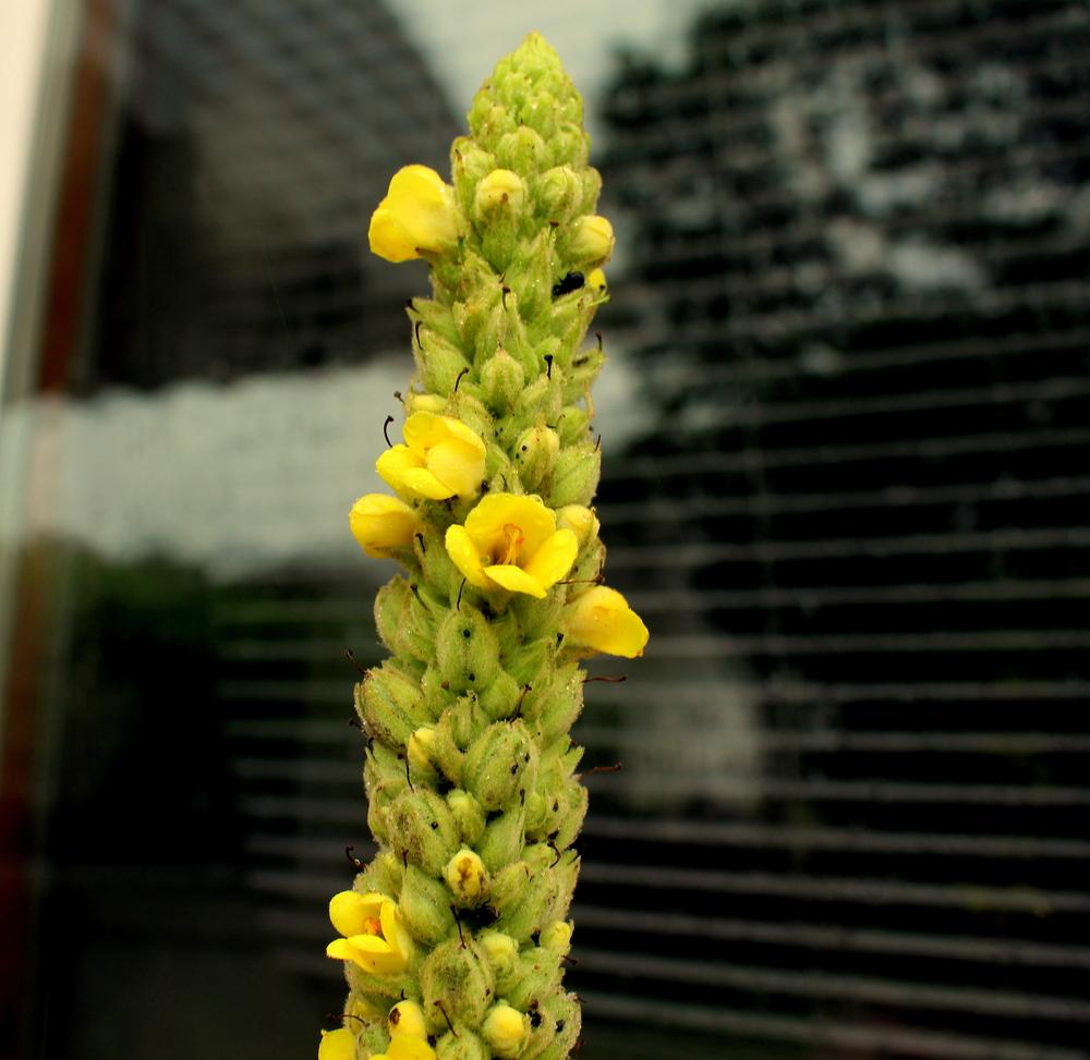 Photo of Common Mullein (Verbascum thapsus) uploaded by keithp2012