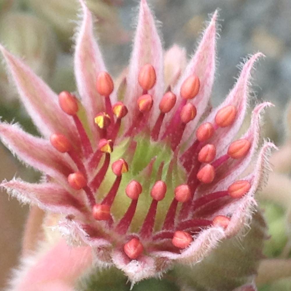 Photo of Hen and Chicks (Sempervivum 'Goldmarie') uploaded by tcstoehr