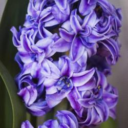 Location: Pennsylvania
Date: 2017-02-25
Hyacinthus orientalis 'Royal Navy' forced into bloom in February