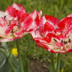 Location: Pennsylvania
Date: May 2016
Tulipa 'Cartouche'