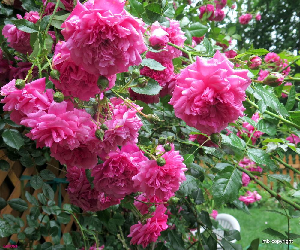 Photo of Rose (Rosa 'Laguna') uploaded by MargieNY
