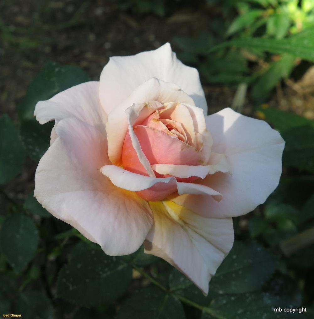 Photo of Rose (Rosa 'Iced Ginger') uploaded by MargieNY