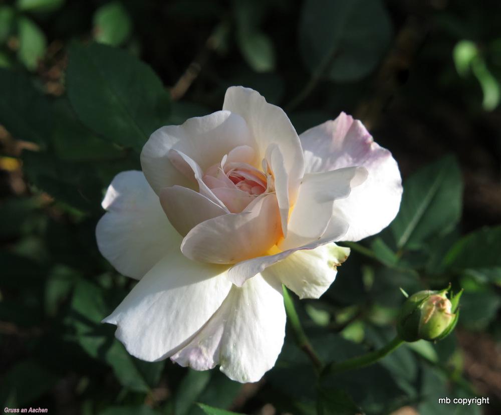 Photo of Rose (Rosa 'Gruss an Aachen') uploaded by MargieNY
