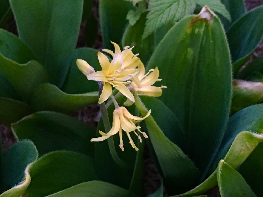 Photo of Bluebead Lily (Clintonia borealis) uploaded by Paintedtrillium