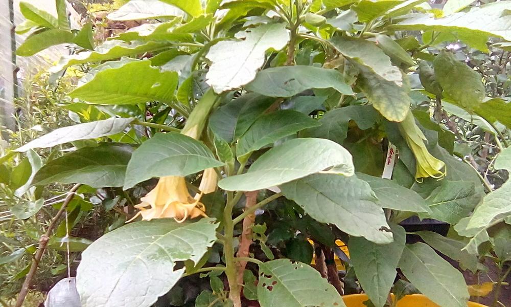 Photo of Angel's Trumpets (Brugmansia) uploaded by Ridesredmule