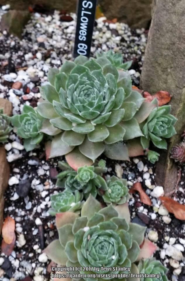 Photo of Hen and Chicks (Sempervivum 'Lowes 60') uploaded by TerriStanley