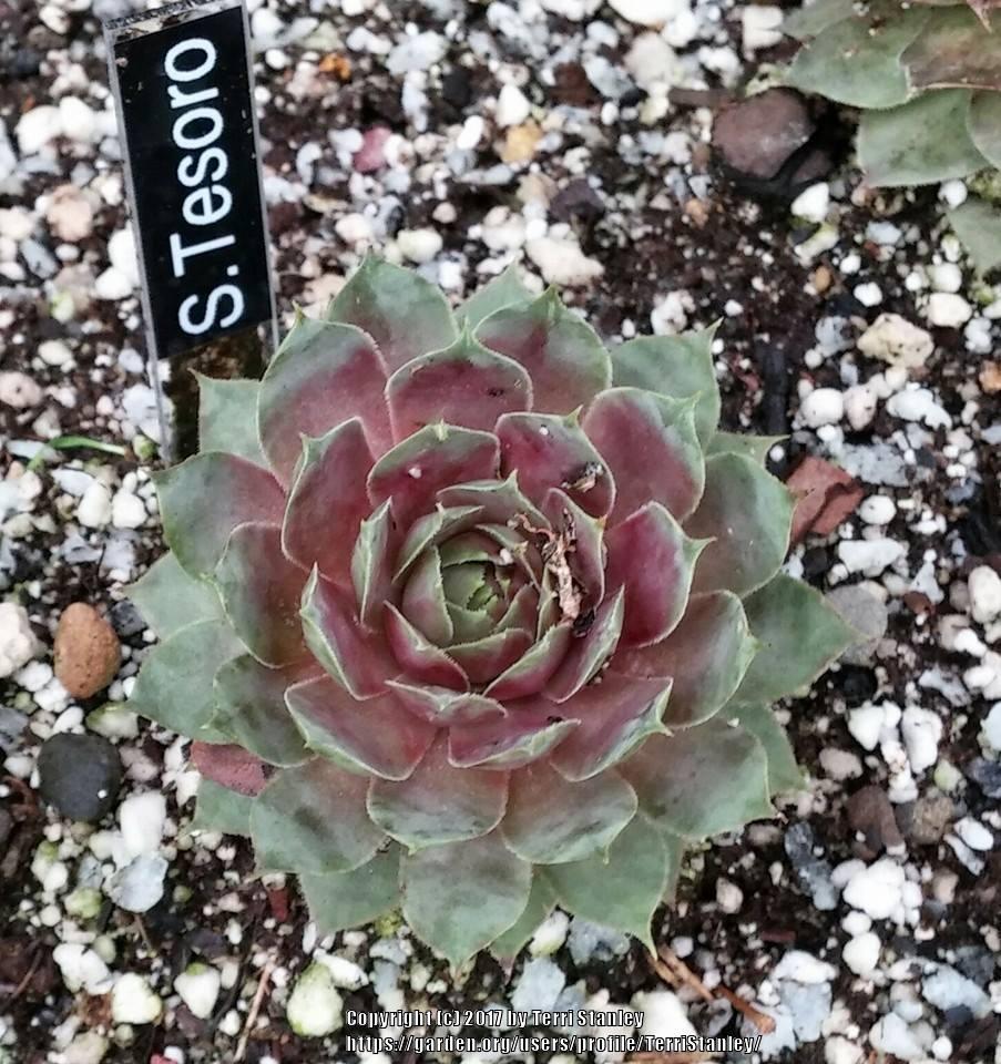 Photo of Hen and Chicks (Sempervivum 'Tesoro') uploaded by TerriStanley