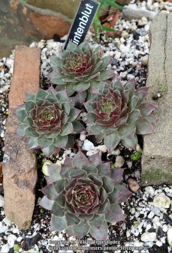 Photo of Hen and Chicks (Sempervivum 'Tintenblut') uploaded by TerriStanley