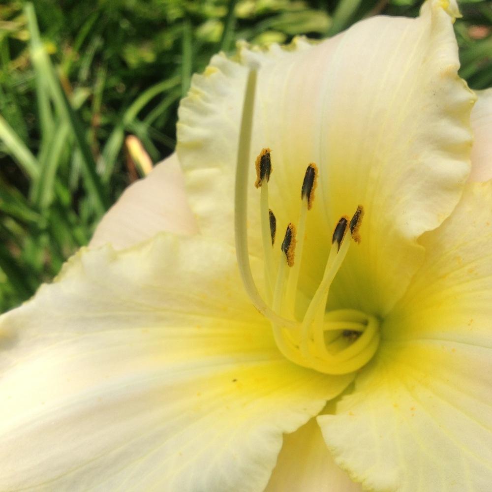 Photo of Daylily (Hemerocallis 'August Frost') uploaded by csandt