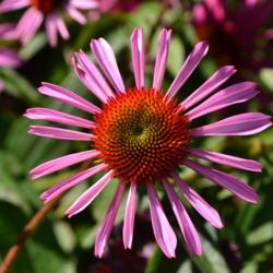 Location: Botanical gardens of the State of Georgia, Athens, Georgia
Date: 2017-07-08
Colors Of Nature - Coneflower 003