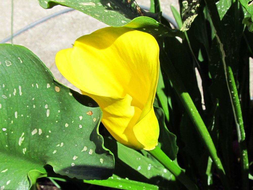 Photo of Calla Lily (Zantedeschia pentlandii 'Best Gold') uploaded by jmorth