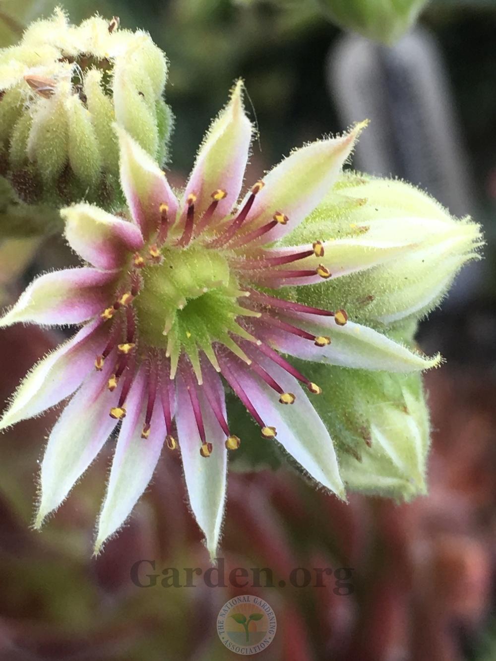 Photo of Hen and Chicks (Sempervivum 'Rosie') uploaded by springcolor