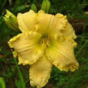 Asheville Vagabond in the rain blooming for the first time in my 