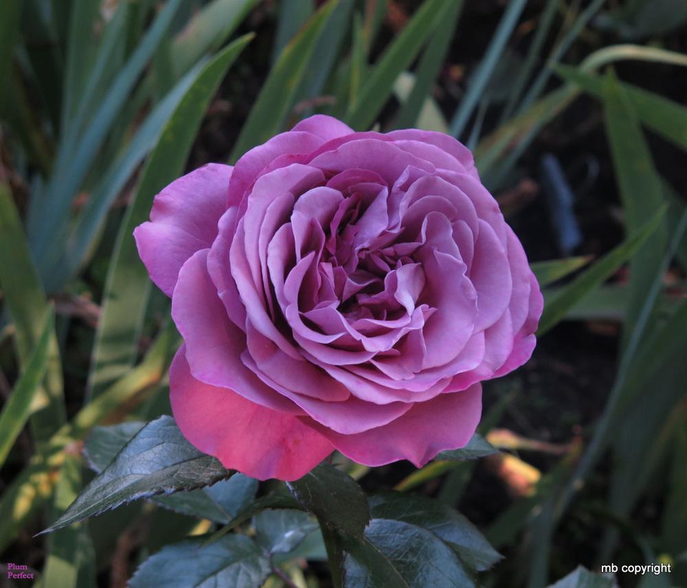 Photo of Rose (Rosa 'Plum Perfect') uploaded by MargieNY