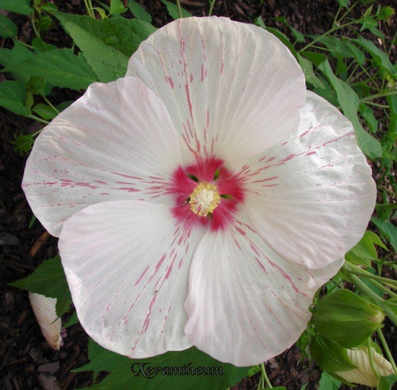 Photo of Hybrid Hardy Hibiscus (Hibiscus 'Peppermint Flare') uploaded by Xeramtheum