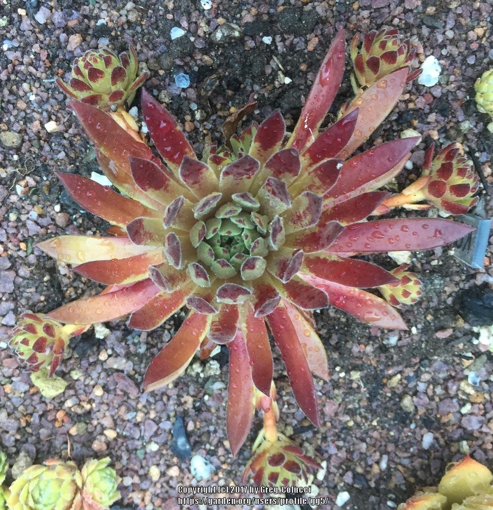 Photo of Hen and Chicks (Sempervivum 'Devils Touch') uploaded by gg5