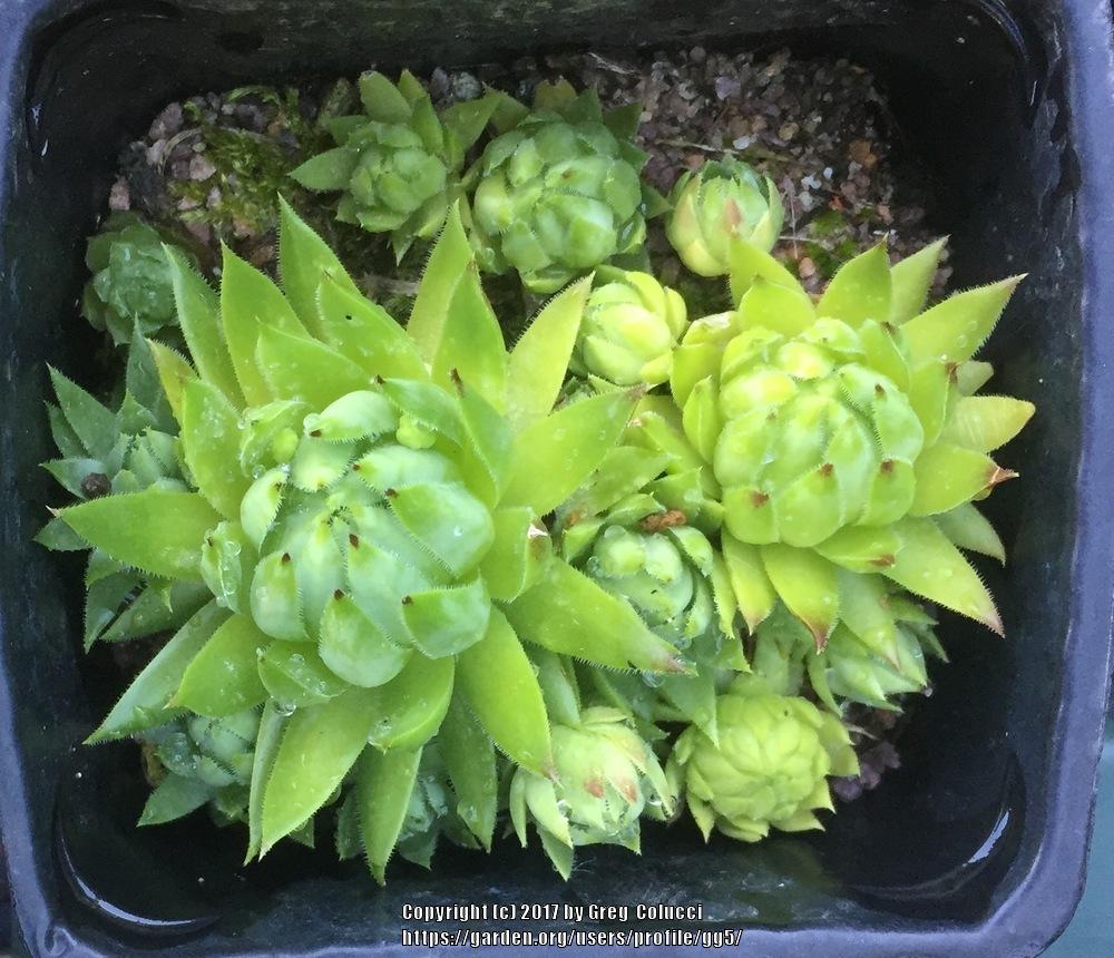 Photo of Rollers (Sempervivum globiferum subsp. hirtum 'from Mecsek Mts type A') uploaded by gg5