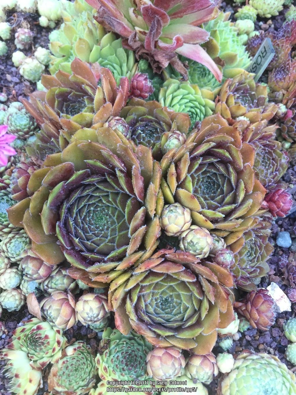 Photo of Hen and Chicks (Sempervivum 'Cold Fire') uploaded by gg5