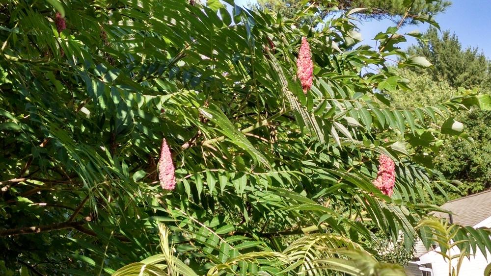 Photo of Staghorn Sumac (Rhus typhina) uploaded by joannakat