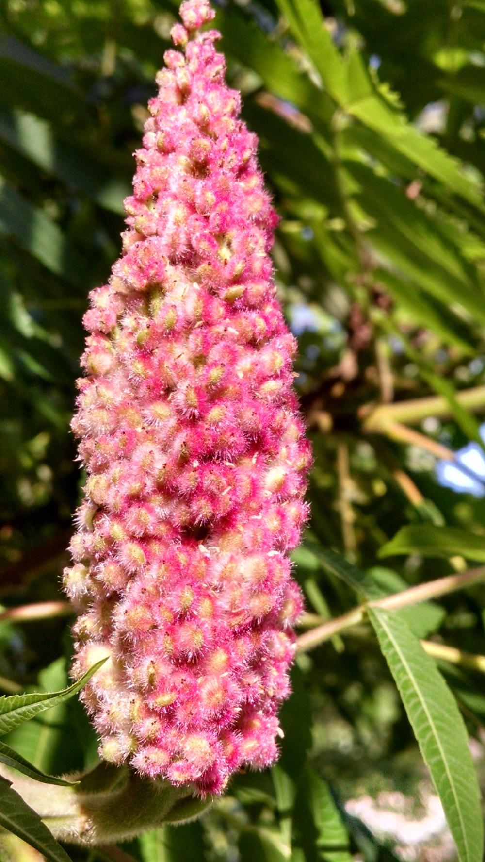Photo of Staghorn Sumac (Rhus typhina) uploaded by joannakat
