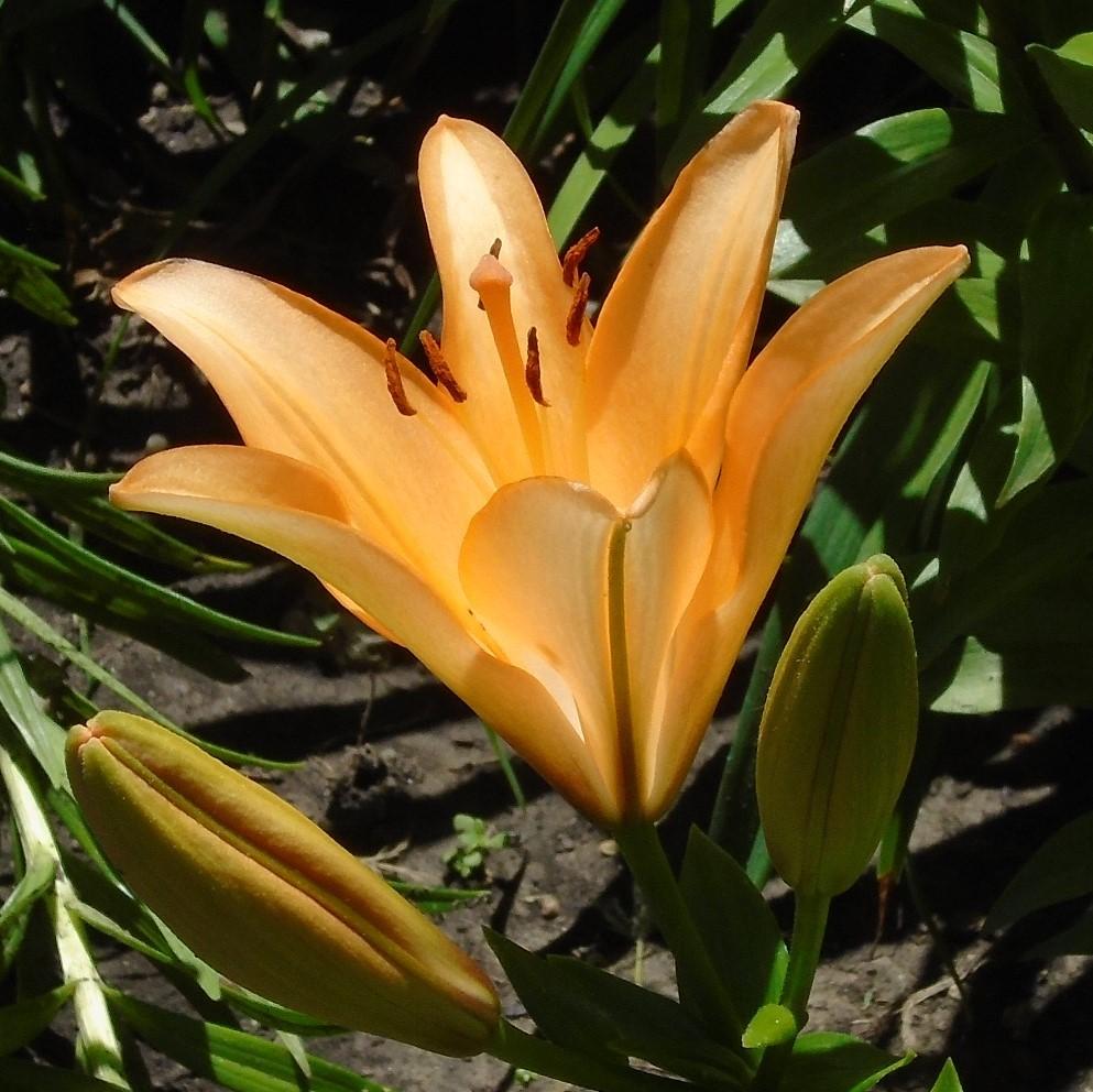 Photo of Lily (Lilium 'Desert Song') uploaded by stilldew