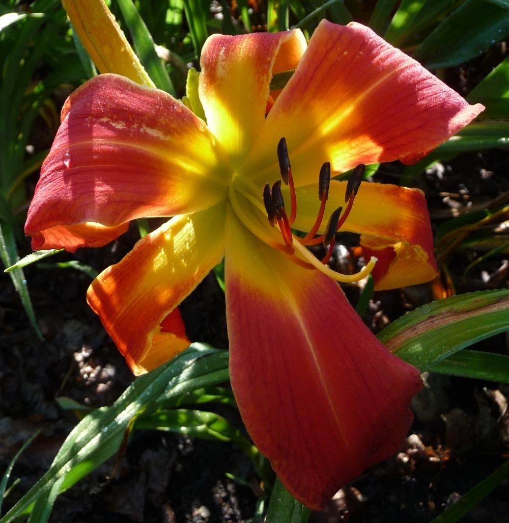 Photo of Daylily (Hemerocallis 'What's Up Down South') uploaded by twixanddud