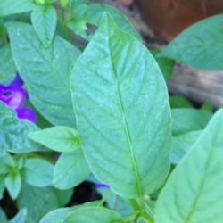 Location: In my garden, Falls Church, VA
Date: 2017-07-10
Received from Donnerville