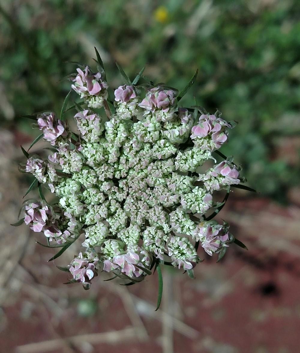 Photo of Queen Anne's Lace (Daucus carota) uploaded by Toni